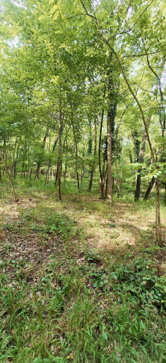 Teren – De Vânzare – Bujoreni – metri patrati – Teren de Vânzare în Vâlcea