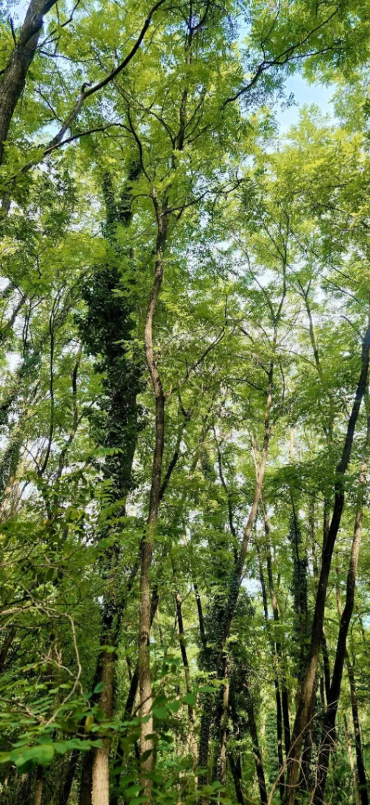 Teren – De Vânzare – Bujoreni – metri patrati – Teren de Vânzare în Vâlcea