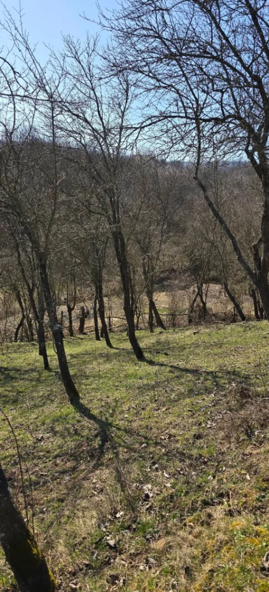 Teren – De Vânzare – Bujoreni – metri patrati – Teren de Vânzare în Bogdănești, Vâlcea! 0772 203 164 – Alina Cozma.