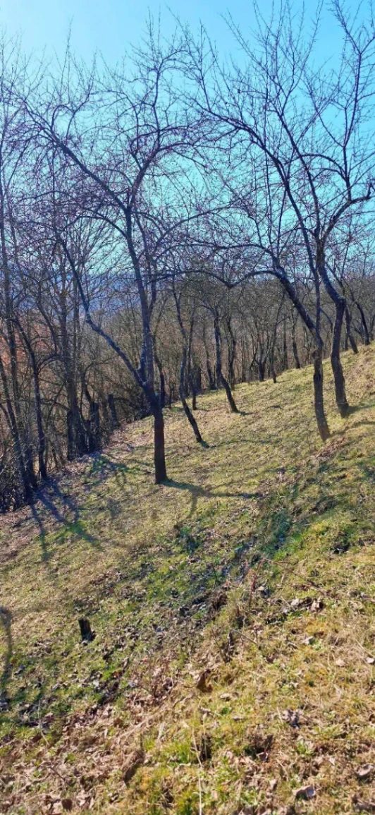Teren – De Vânzare – Bujoreni – metri patrati – Teren de Vânzare în Bogdănești, Vâlcea! 0772 203 164 – Alina Cozma.