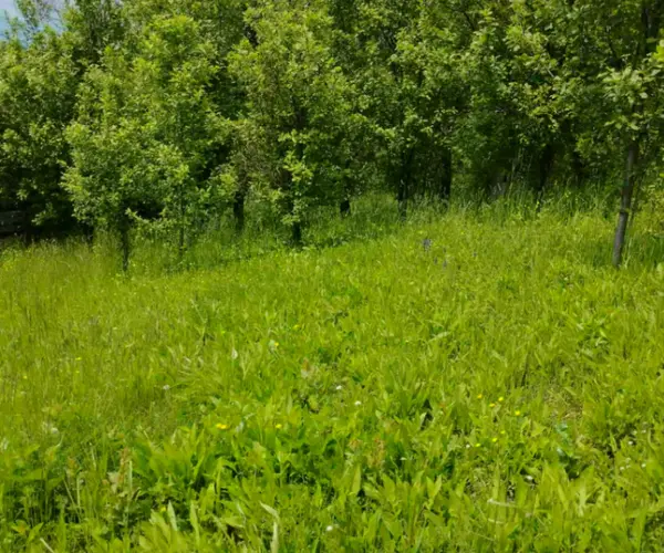 Teren – De Vânzare – Șotrile – metri patrati – Căsuța cu teren intravilan