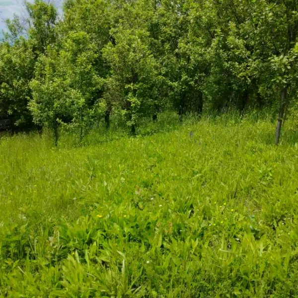 Teren – De Vânzare – Șotrile – metri patrati – Căsuța cu teren intravilan
