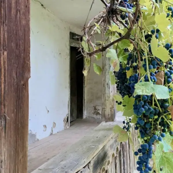 Casă – De Vânzare – Slătioara – 3 – camere – 🌿 TEREN DE VÂNZARE – RUGETU, SLĂTIOARA , Județul Vâlcea 📍 Preț: 77.500 Euro