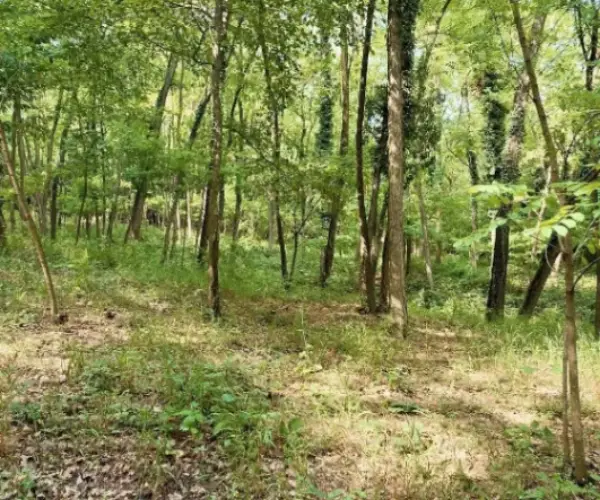 Teren – De Vânzare – Bujoreni – metri patrati – Teren de Vânzare în Vâlcea