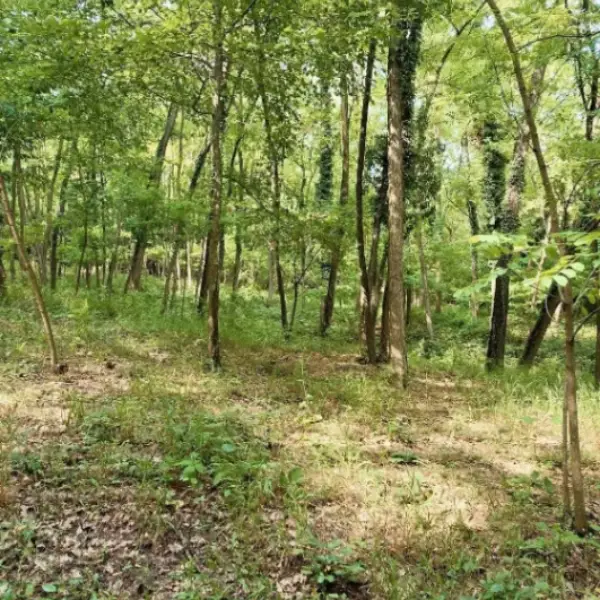 Teren – De Vânzare – Bujoreni – metri patrati – Teren de Vânzare în Vâlcea