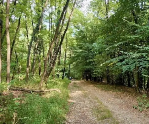 Teren – De Vânzare – Bujoreni – metri patrati – Teren de Vânzare în Vâlcea