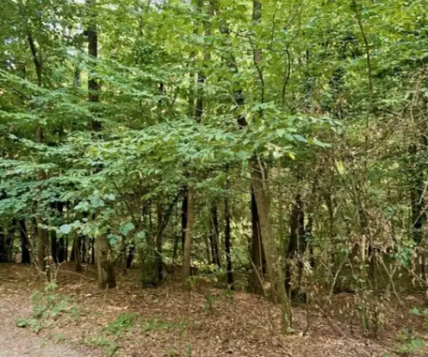 Teren – De Vânzare – Bujoreni – metri patrati – Teren de Vânzare în Vâlcea