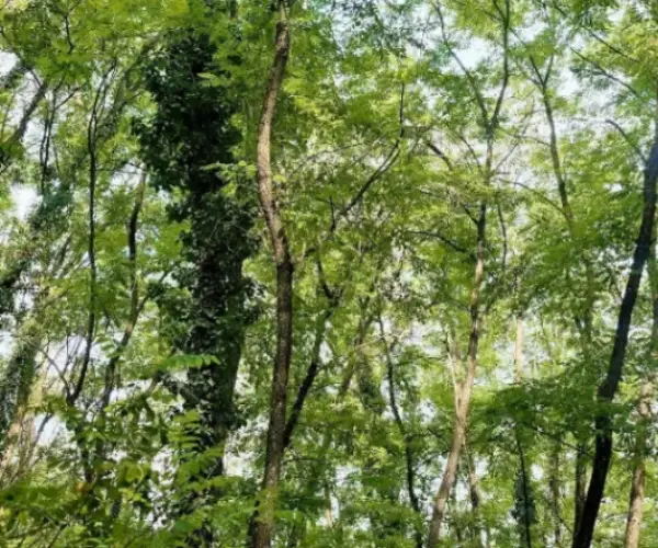 Teren – De Vânzare – Bujoreni – metri patrati – Teren de Vânzare în Vâlcea