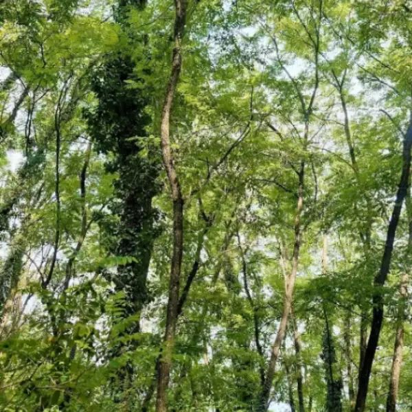 Teren – De Vânzare – Bujoreni – metri patrati – Teren de Vânzare în Vâlcea