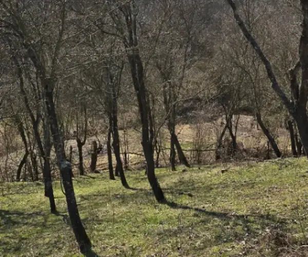 Teren – De Vânzare – Bujoreni – metri patrati – Teren de Vânzare în Bogdănești, Vâlcea! 0772 203 164 – Alina Cozma.