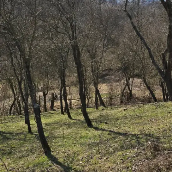 Teren – De Vânzare – Bujoreni – metri patrati – Teren de Vânzare în Bogdănești, Vâlcea! 0772 203 164 – Alina Cozma.