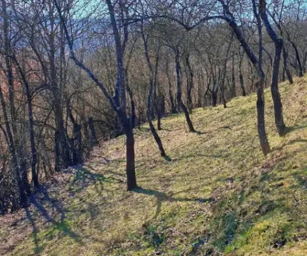 Teren – De Vânzare – Bujoreni – metri patrati – Teren de Vânzare în Bogdănești, Vâlcea! 0772 203 164 – Alina Cozma.