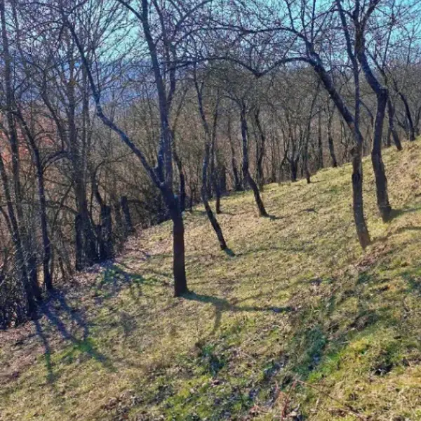 Teren – De Vânzare – Bujoreni – metri patrati – Teren de Vânzare în Bogdănești, Vâlcea! 0772 203 164 – Alina Cozma.