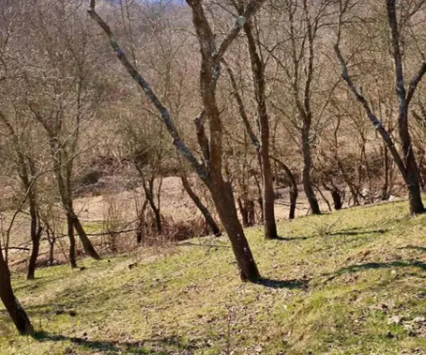 Teren – De Vânzare – Bujoreni – metri patrati – Teren de Vânzare în Bogdănești, Vâlcea! 0772 203 164 – Alina Cozma.