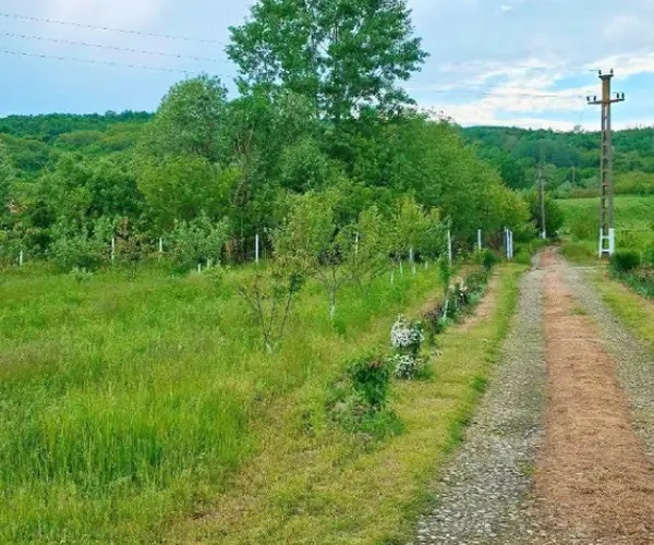 Teren – De Vânzare – Ionești – metri patrati – Oportunitate de Excepție – Teren de Vânzare în Ionești, Vâlcea! 49.500 E 0772 203 164 – Alina Cozma