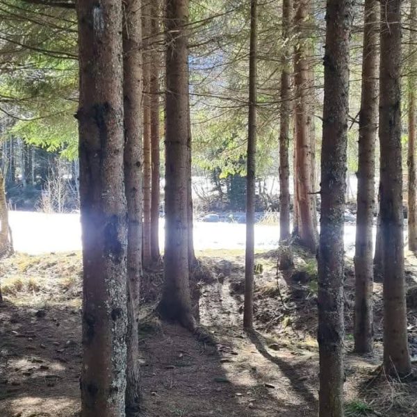 Teren – De Vânzare – Voineasa – metri patrati – Teren de Vânzare la Voineasa – Obârșia Lotrului, Județul Vâlcea!❤️ Tel: 0772203164 – Alina